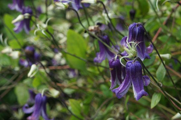 Rooguchi Clematis
